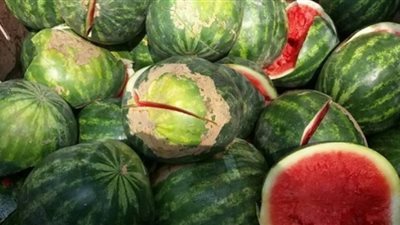 حقيقة الإصابة بفيروس البطيخ