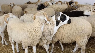 مع اقتراب العيد.. مخاطر وعقوبة ذبح الأضاحي في الشارع