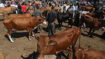 أشهر أسواق لبيع الماشية في مصر