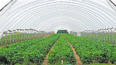 «قطاع الزراعة».. طفرة غير مسبوقة فى المشروعات العملاقة