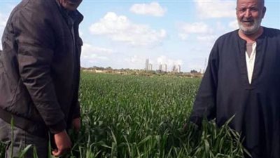 مديرية زراعة الإسكندرية: تشكل لجنة لحماية محصول القمح من الصدأ