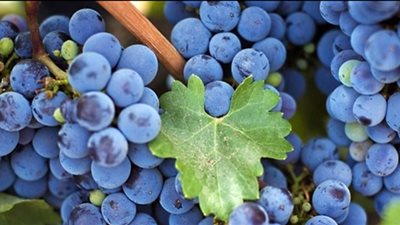 نوع من الطعام يصلح البشرة ويحميها من أضرار أشعة الشمس