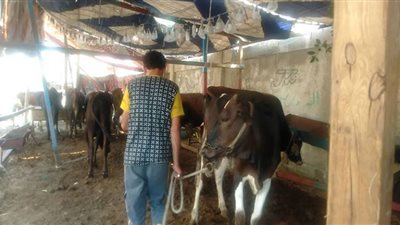 التجار يشتكون من قلة الإقبال والمواطنين ينتقدون ارتفاع الأسعار