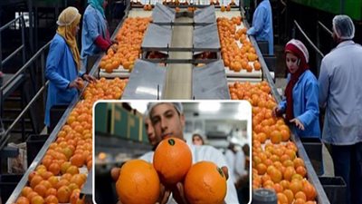 البحوث الزراعية: 30 يونيو نقطة انطلاق ثورة زراعية هائلة في مصر (فيديو)