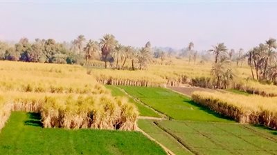 تعرف على حالة الطقس اليوم بقنا