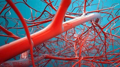 أطعمة تعمل على تحسين حالة الأوعية الدموية