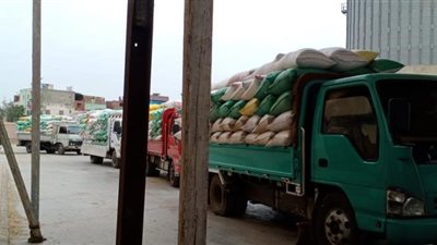 توريد 235 ألف طن قمح لصوامع وشون كفر الشيخ