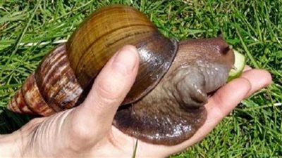 تفاصيل| حلزونات ضخمة تُهاجم ولاية أمريكية