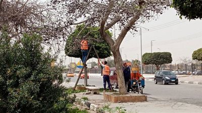 مدينة القنطرة شرق تواصل أعمال التشجير والتجميل والنظافة