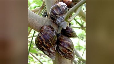 فلوريدا تخضع للحجر الصحي بسبب الحلزونات الإفريقية: مرض خطير