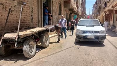 البيئة تنظم حملات لمكافحة انتشار حظائر المواشي بالشوارع العامة بقنا