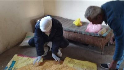 استمرار حملة صيانة محصول القمح من هجمات الفئران بالشرقية