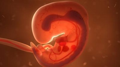 مراحل تكوين الإنسان في بطن أمه