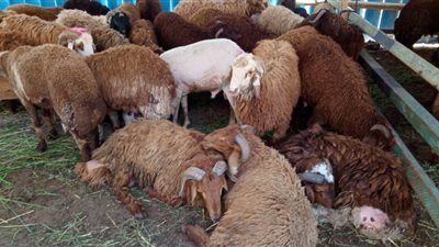 المصرية للجملة تطرح 700 رأس خراف حية من خلال 31 شادر