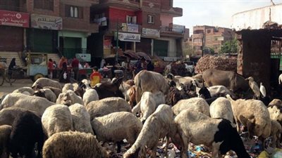 حكم ذبح الخرفان التي تتغذى على القمامة