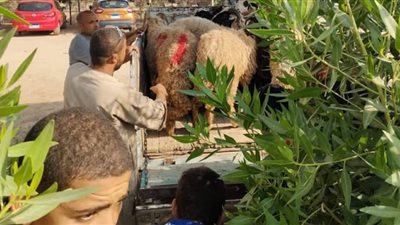 الجيزة تزيل شادر مخالف لبيع المواشي بقطاع هضبة الأهرام