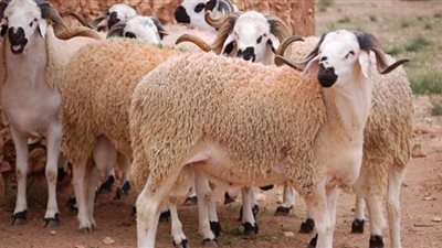 هل يجوز ذبح الأضحية في غير البلد الذي يسكن فيه المضحي؟