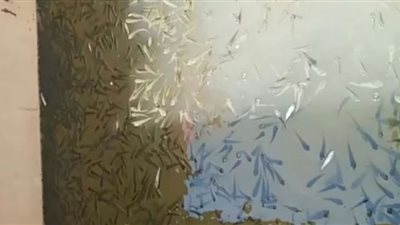 محافظ الشرقية: إطلاق ٢ مليون زريعة أسماك كمرحلة أولي في بحر مويس