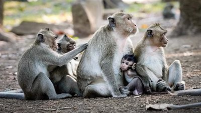 بعد تحذير الصحة العالمية.. أعراض الإصابة بجدري القرود وطرق الوقاية منه