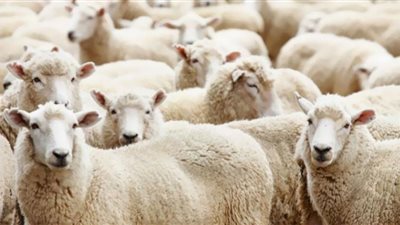 نصائح لاختيار ذبيحة العيد السليمة