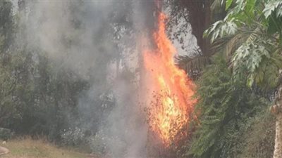 اندلاع حريق في مخلفات أشجار بـ 6 أكتوبر