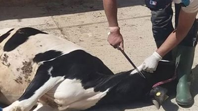 بالمجان.. عناوين المجازر بالجيزة لذبح الأضاحي في العيد