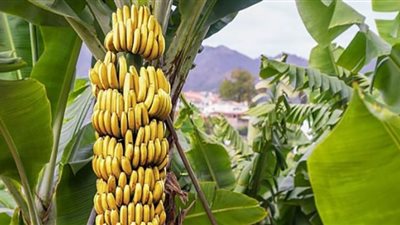 تعرف على الفوائد الصحيّة والنفسيّة الجمّة لأكل الموز يوميًا