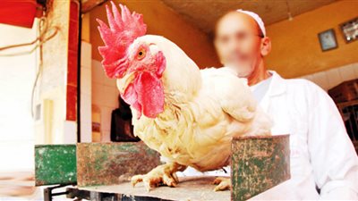 وفى عيد اللحمة.. أسعار الدواجن.. نار
