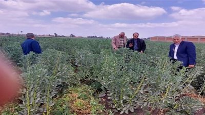 زراعة الشرقية: محاصيل القمح والفول البلدى والبصل بحالة جيدة