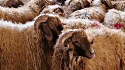 بعد انتشار الحمى القلاعية.. الأضحية لا تجوز بالحيوانات المصابة