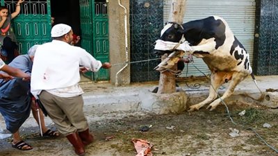 عجل يرفض الذبح ويتحدى الجزار في الجيزة (فيديو)
