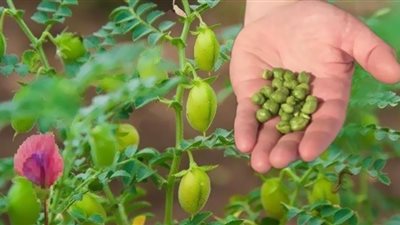 أزمة جديدة تلحق بالقمح.. تحذيرات عالمية بنقص إنتاج الحمص 20%