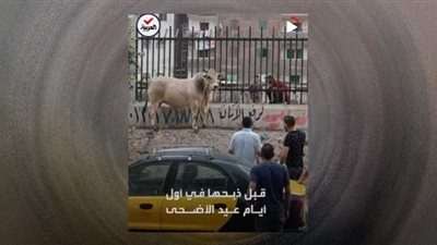 عجل يقتحم محل حلاقة وخروف ينتحر.. طرائف الأضاحي الهاربة (فيديو)