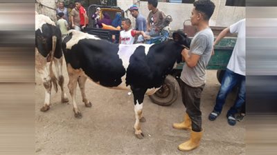 كفر الشيخ ثاني محافظات الجمهورية بـ 1140 أضحية في المجازر الحكومية