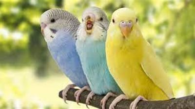 هل تربية العصافير تجلب الفقر