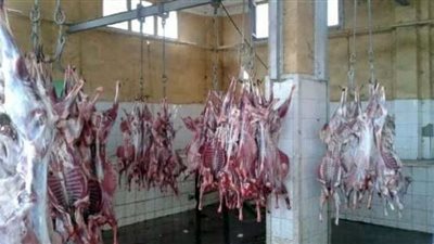 الإنتهاء من ذبح وتوزيع 315 أضحية في 28 قرية بكفرالشيخ
