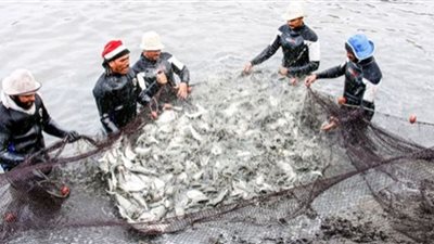 مصر على أبواب الاكتفاء الذاتي من الأسماك (فيديو)