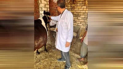 انطلاق الحملة القومية لتحصين الثروة الحيوانية بالشرقية