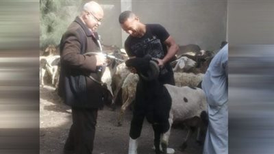 لجان بيطرية لرش وتجريع الماشية بقرى الفيوم