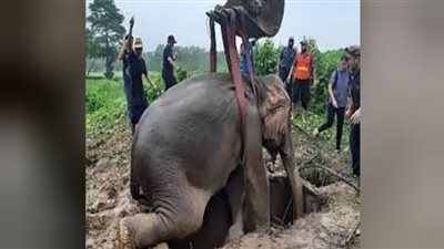 عملية ناحجة لإنقاذ فيل صغير وأمه من الغرق
