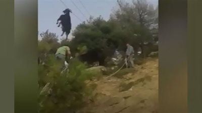 شاهد| إنقاذ (عنزة) معلقة بين أسلاك الكهرباء