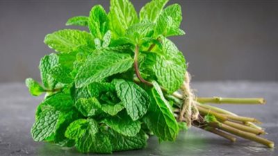 النعناع يعمل على زيادة الشعور بالشبع.. طبيبة توضح