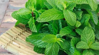 أبرز فوائد النعناع لفقدان الوزن