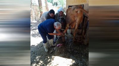 تحصين 4 آلاف و722 رأس ماشية ضد الحمى القلاعية والوادي المتصدع ببني سويف