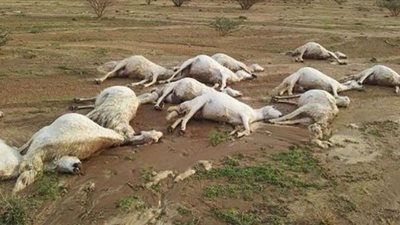 الجمرة الخبيثة.. أقدم وباء في التاريخ (دم أسود يعقبه الموت)