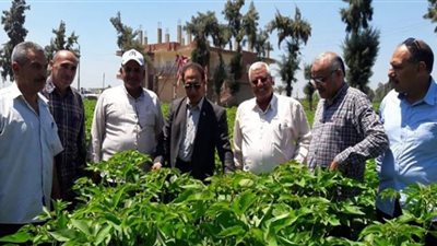 زراعة الشرقية تنفذ ورش عمل بديرب نجم والإبراهيمية بحقول الذرة والقطن والأرز