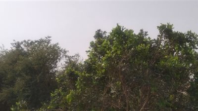 شمس ساطعة وسماء صافية بأسوان