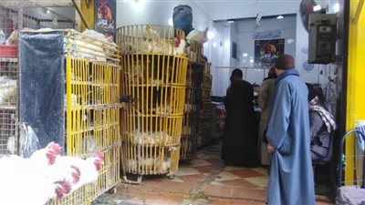 ارتفاع غير مسبوق فى أسعار اللحوم بقنا