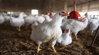 انتشار إنفلونزا الطيور في منطقة 