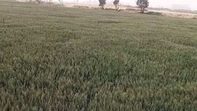 وكيل وزارة الزراعة بالشرقية: محصول القمح هذا العام بحالة جيدة